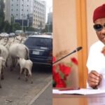 Open grazing in FCT: I’m threading cautiously, governance not easy – Wike