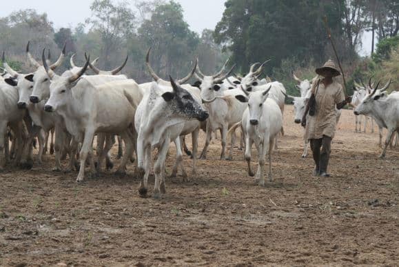 Tiv Tradition Rulers Give Herdsmen 10 Days To Leave