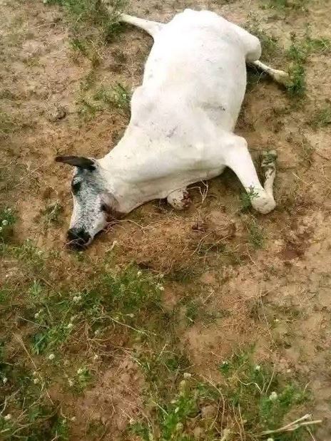 18 Cows D!e After Grazing On Fumigated Farmland In Plateau