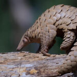 Nigerian Navy arrests two suspects trafficking pangolin scales